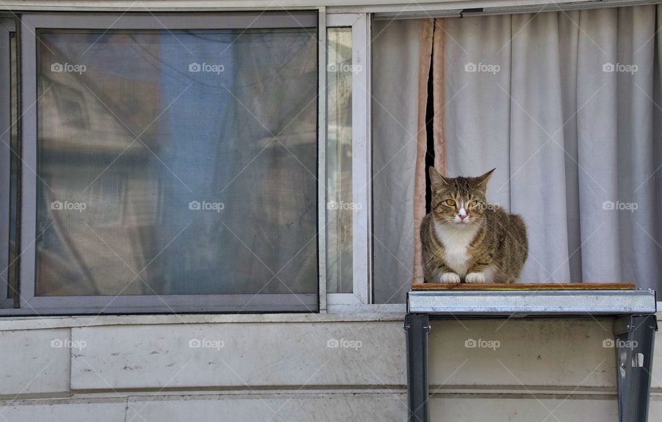 A cat seated inside looking out the window..