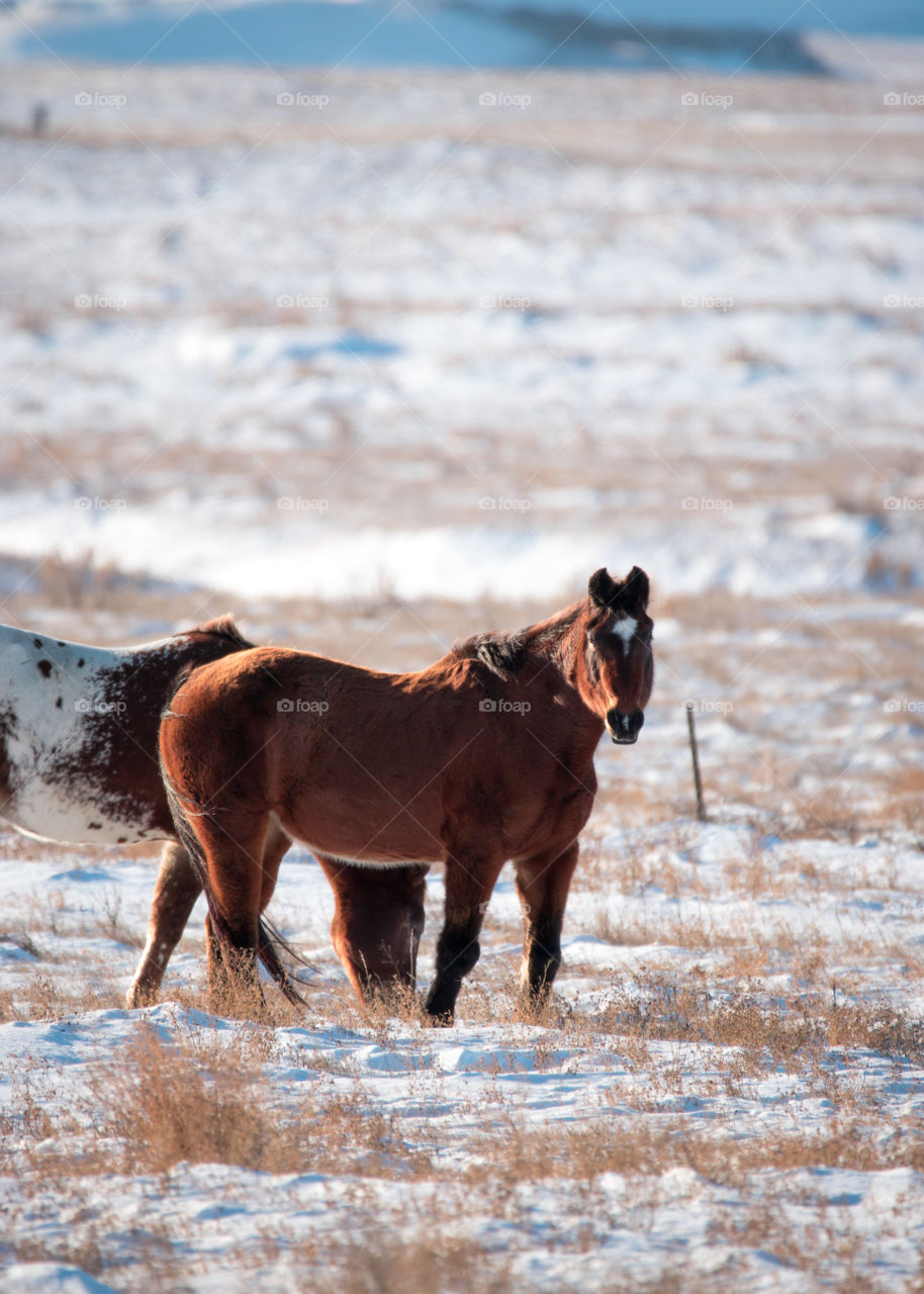 Two gorgeous horses in a snow covered pasture. 