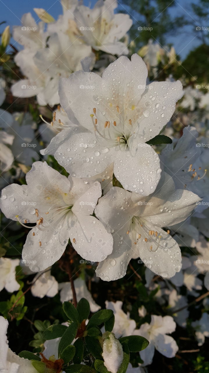 big white dew covered flowers