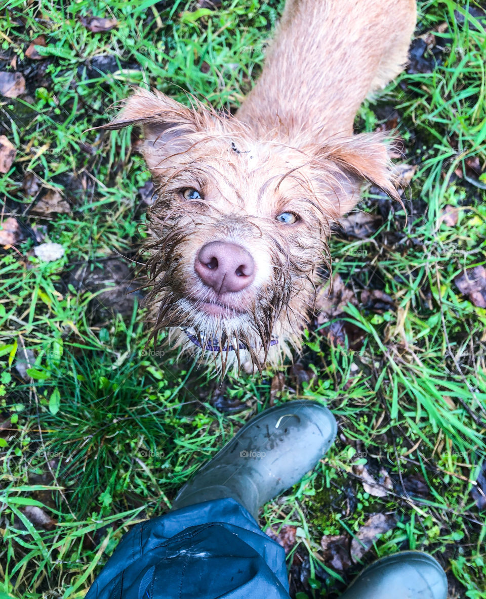 A very muddy dog looks up at their owner, who’s Wellington boots are also visible 