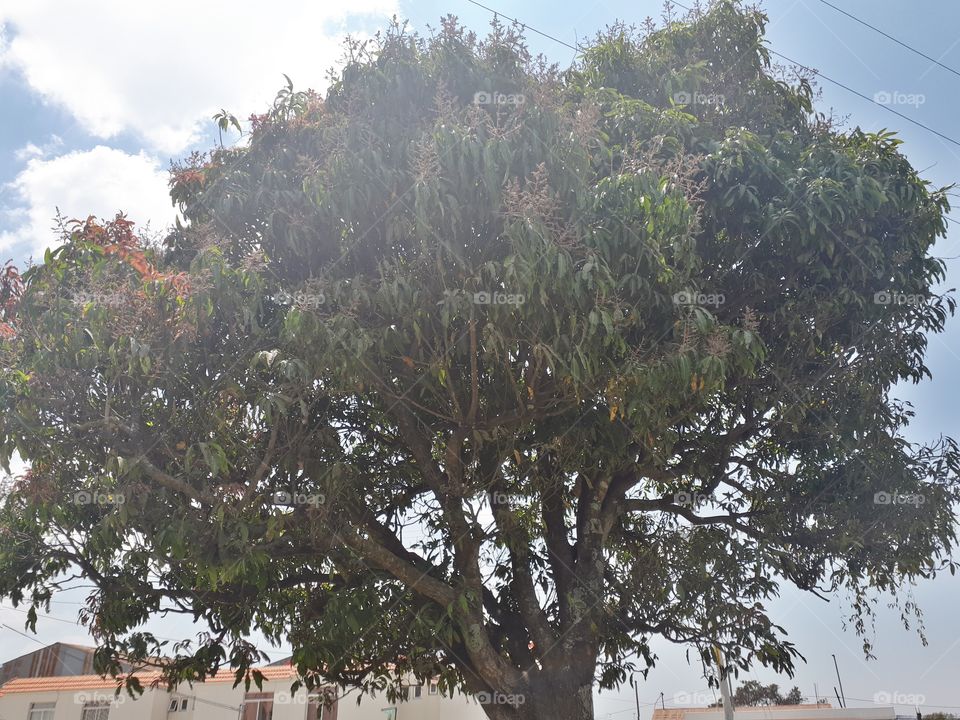 árbol de verano