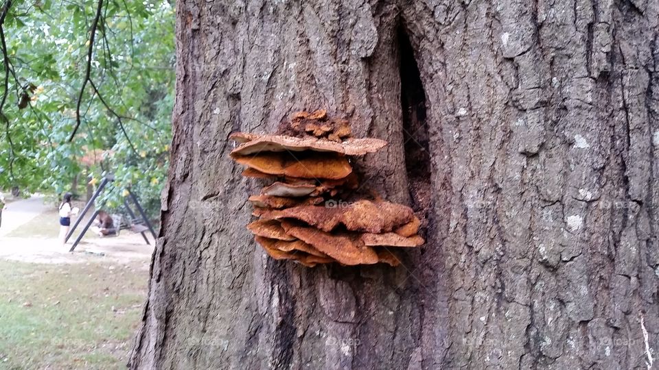 tree  fungus