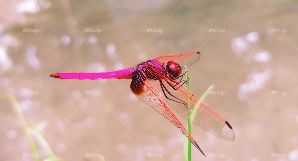 beautiful dragonfly. pink dragonfly.