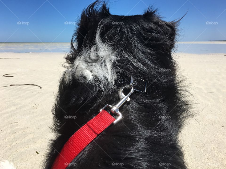 Border collie back head view on red leash on walk at ocean 