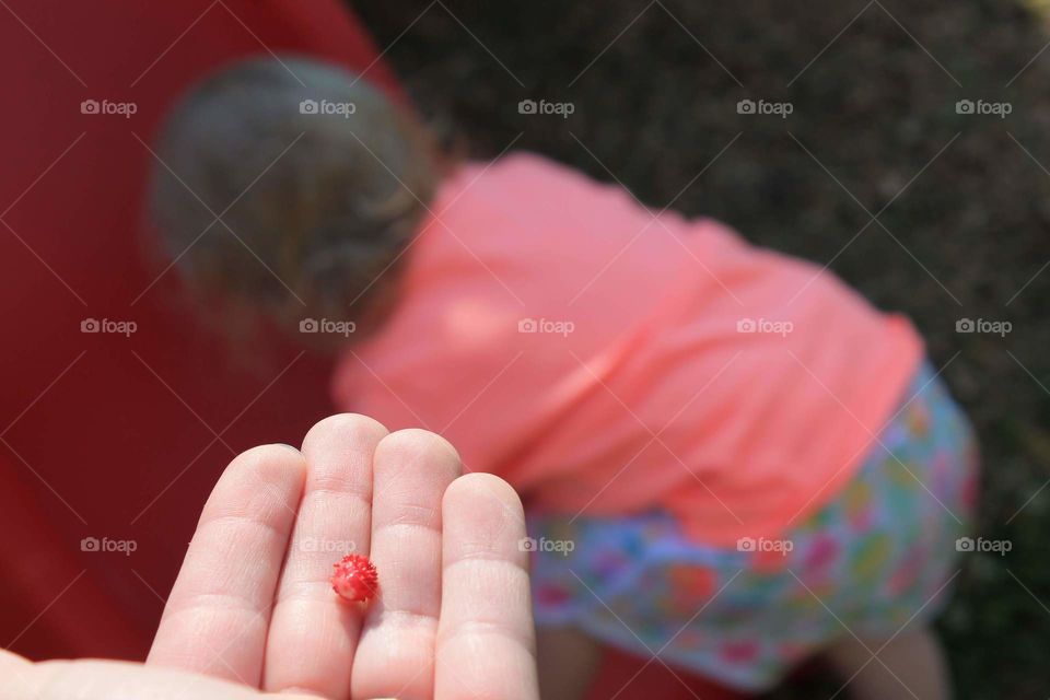 Wild strawberry picking with young child playing on a playground slide.