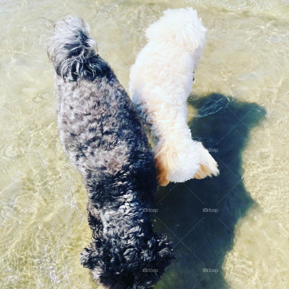 Pipoca e Maylla no mar 