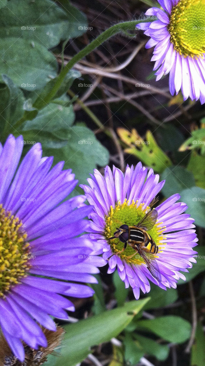 flowers garden pollen macro by chris7ben