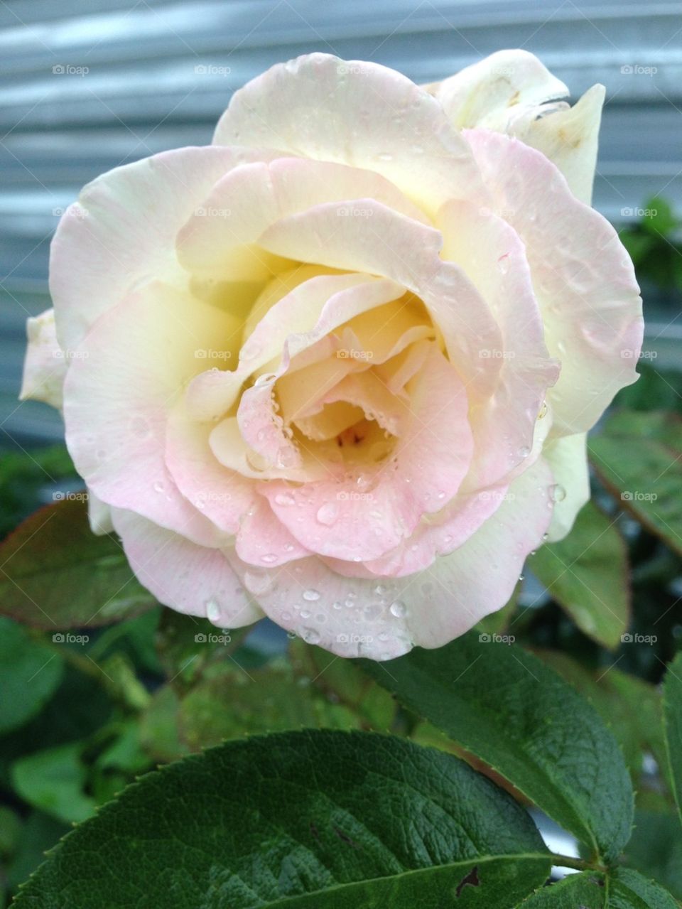 Roses with raindrops