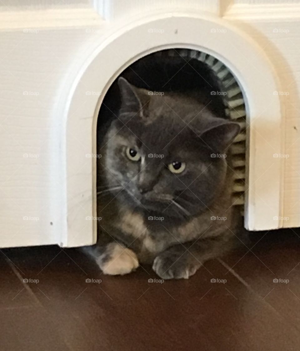 Our dilute tortoiseshell cat in the cat hole shaped like a mouse hole through a door. 