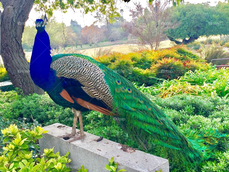 This is truly one majestic pheasant.  