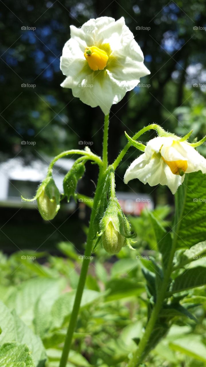 potato bloom