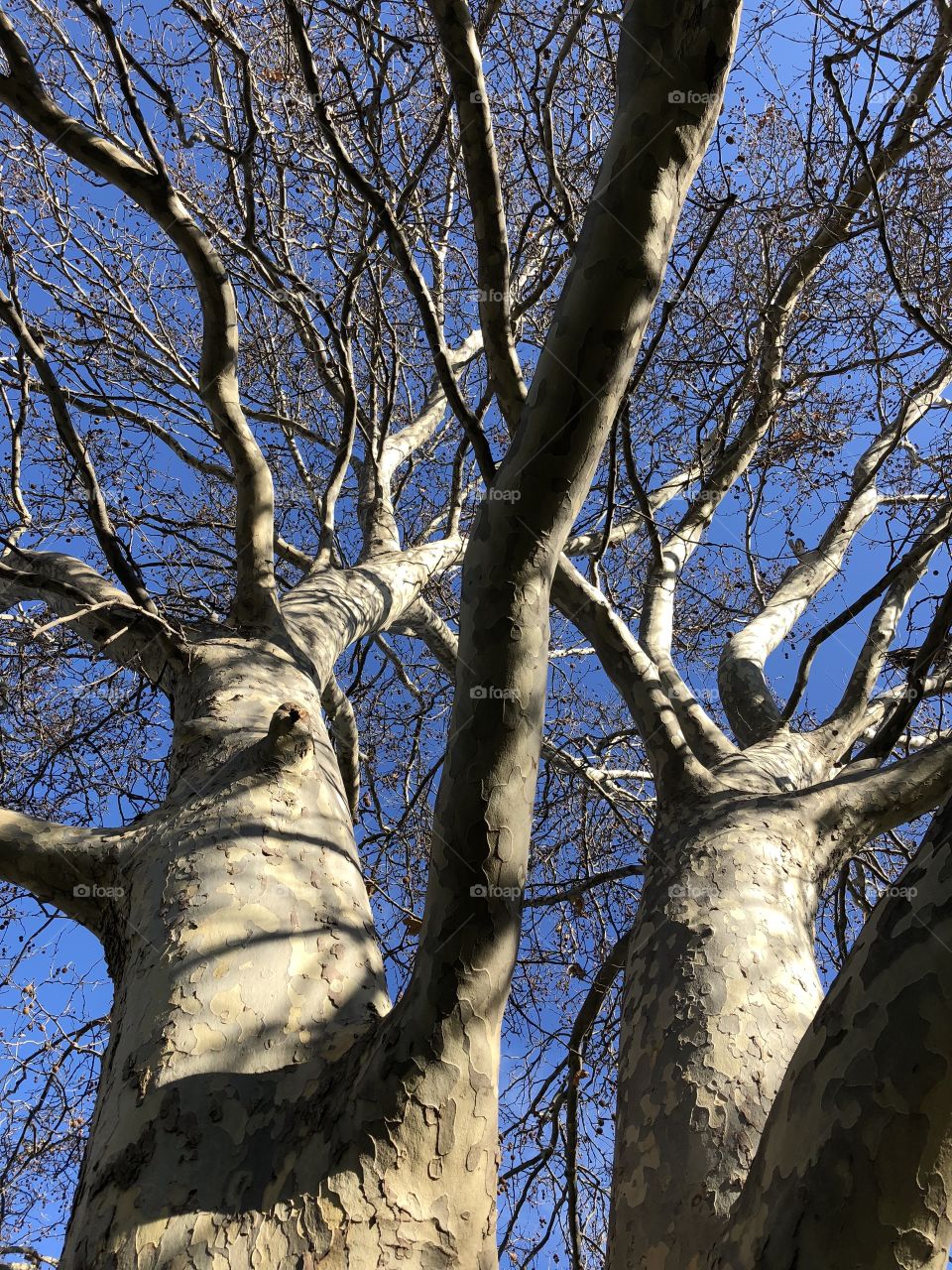 Winter blue sky