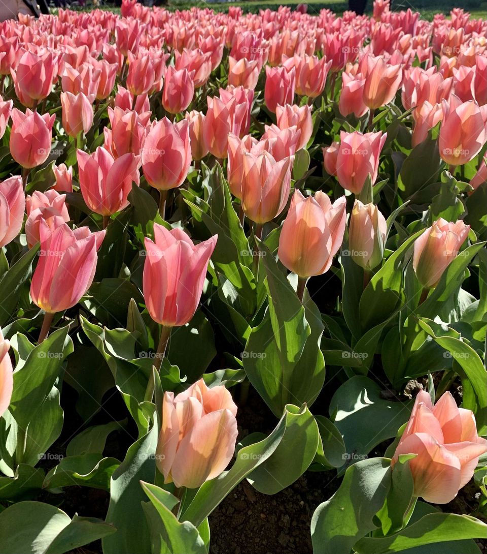 Spring pink tulips field, spring flowers, pink flowers, field of flowers 