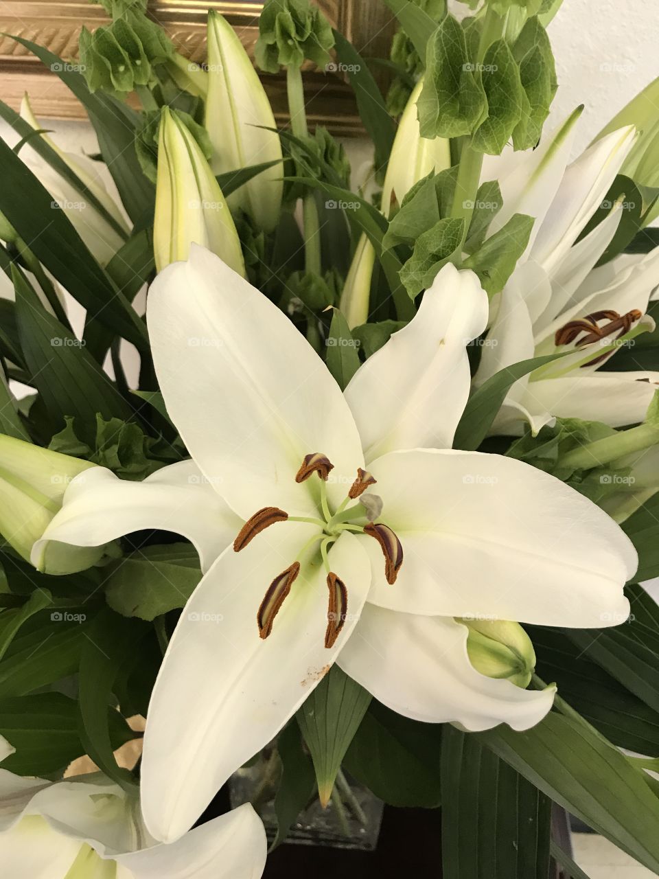 Lily, Easter, leaves,