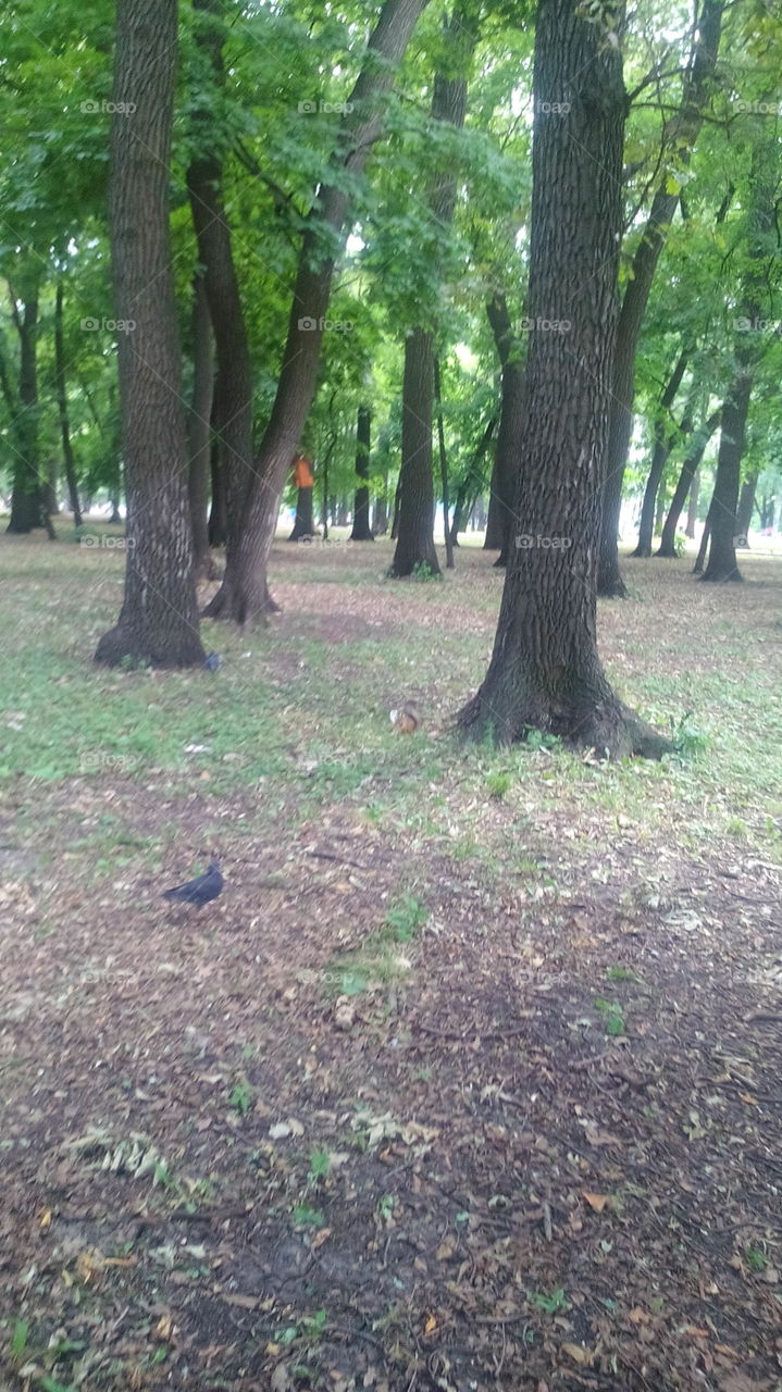 Squirrel climbs a tree