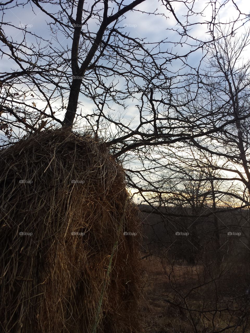 February Woodland Views