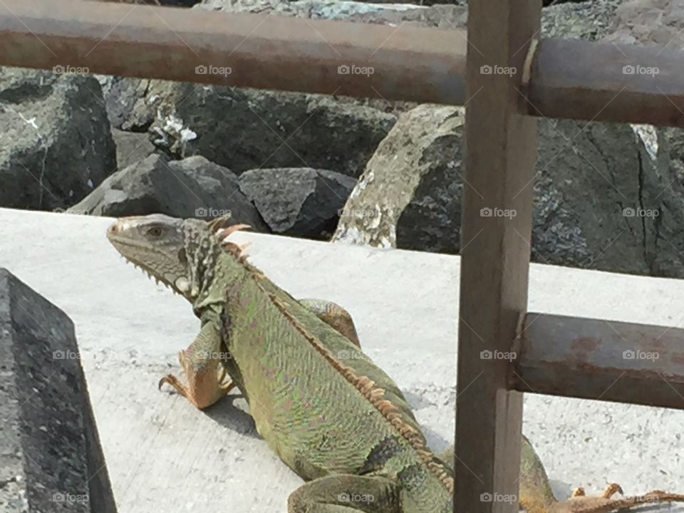 Iguana in San Juan