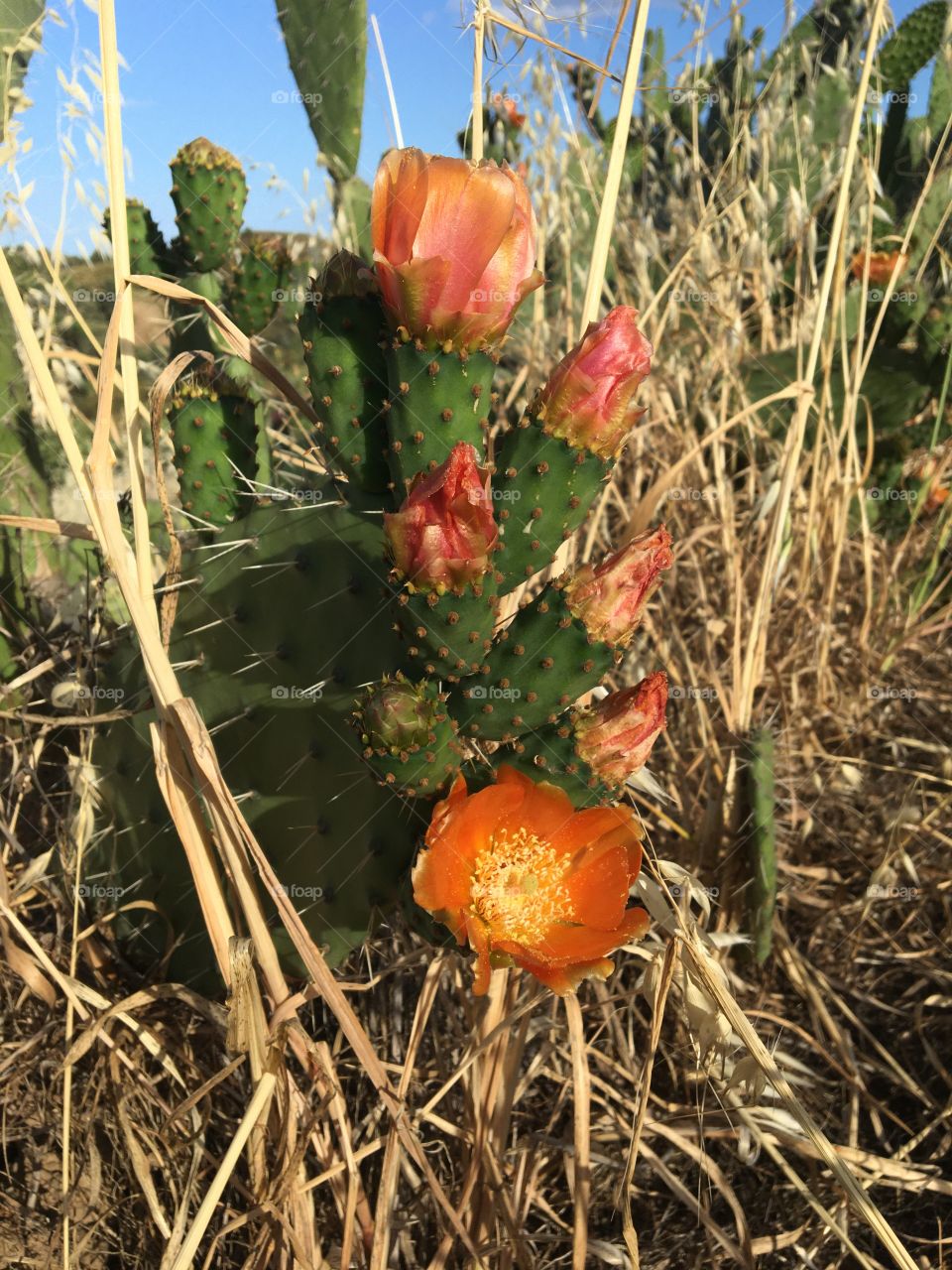 Dry grass and cactus flowers 
