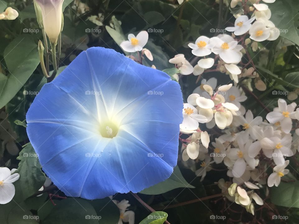 Flower and little flowers 