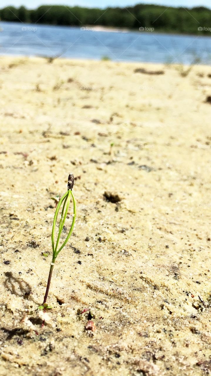 Little green plant on the dry empty seashore 