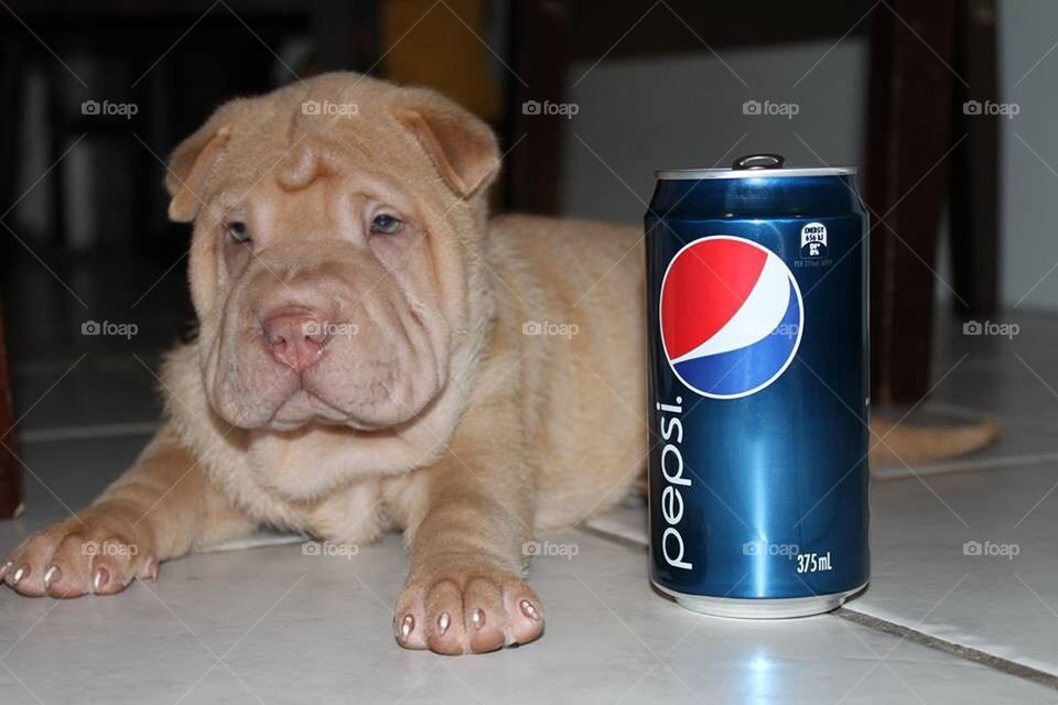 Sharpei Puppy with Pepsi