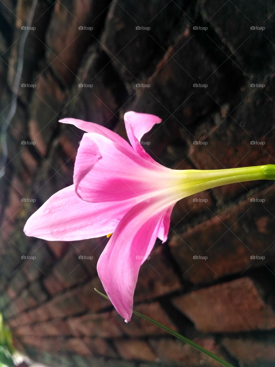 Awesome pink flower