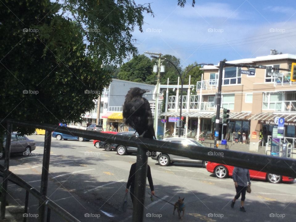 A Crow watching everyone go by on a fence in White Rock on a sunny afternoon 