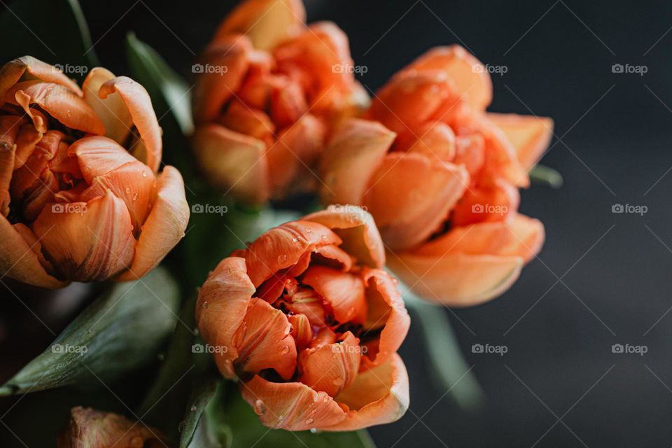 orange tulips on a black background in spring season