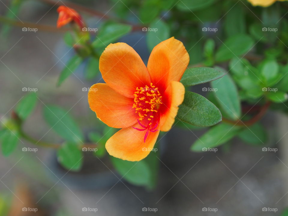 Close-up of orange flower