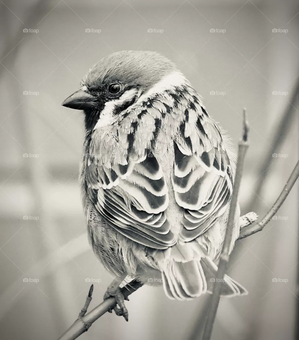 Sparrow