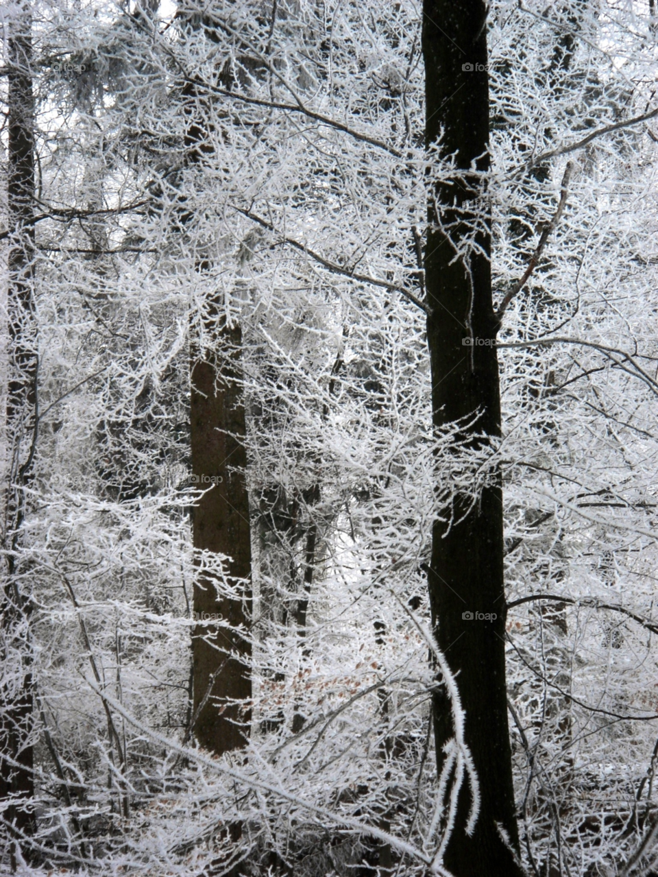 winter white black tree by Bea