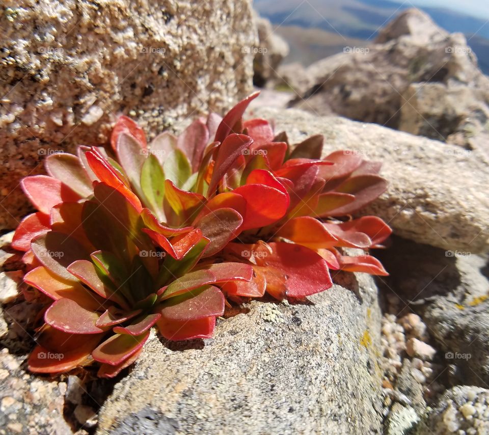 Mount Evans Summit,  CO