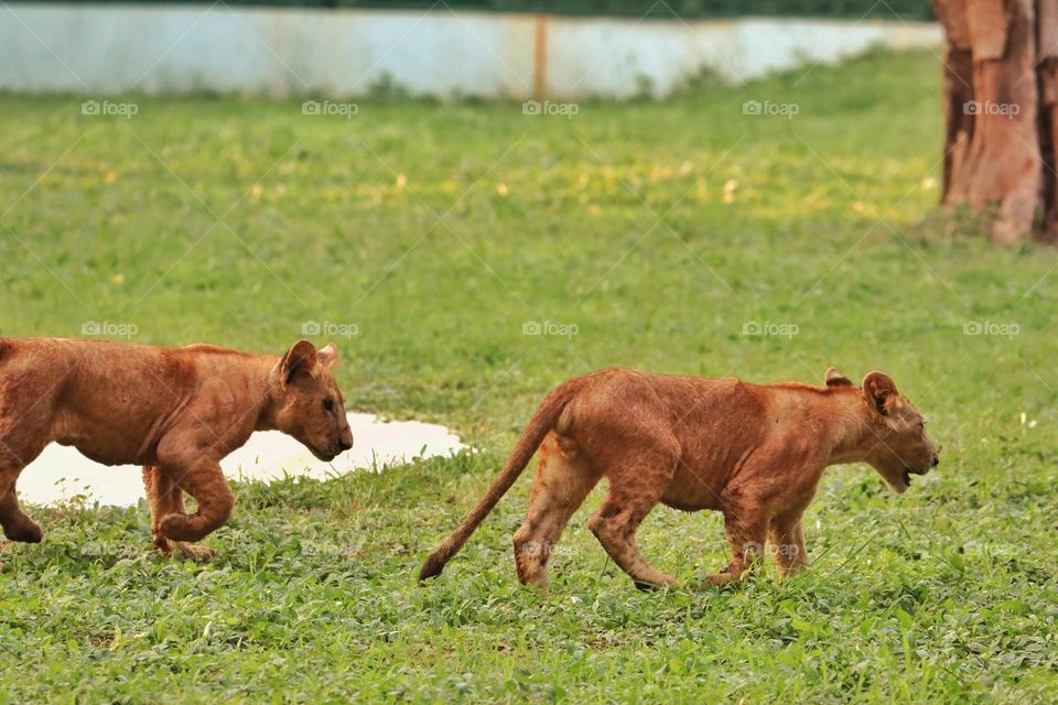 cubs