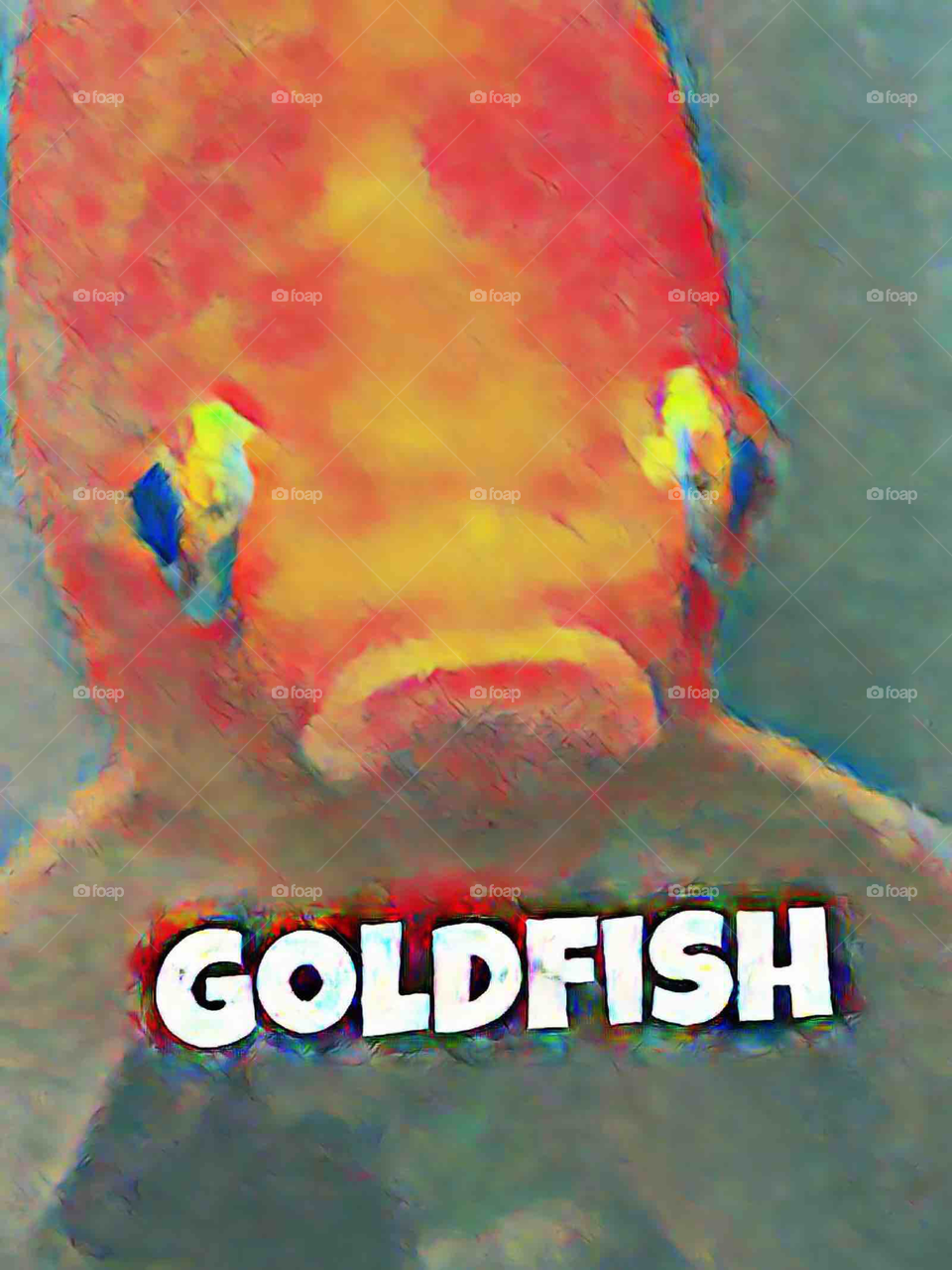 Fancy the spoiled goldfish