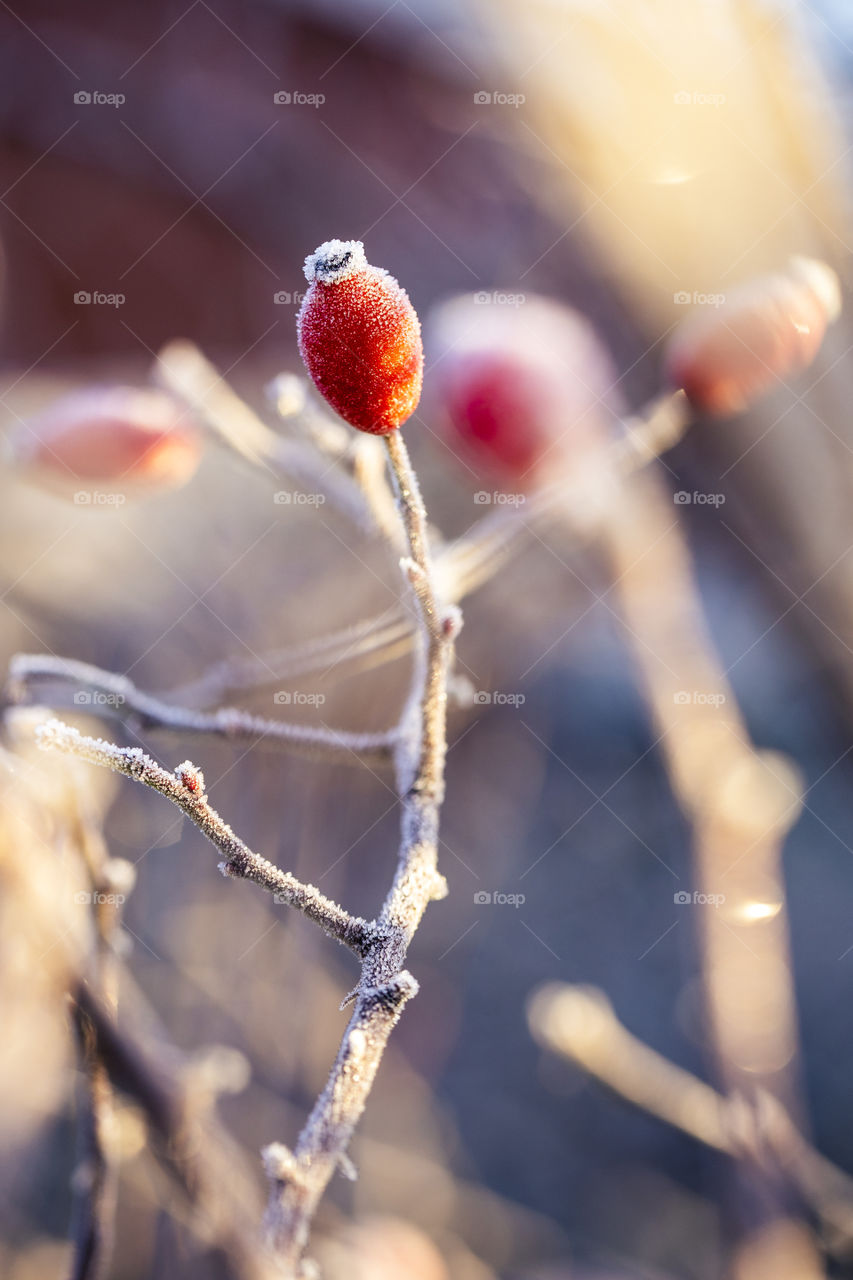 A portrait of a single piece of rose hip fruit completely frozen and hanging on a twig of a branch of a wild rose bush.