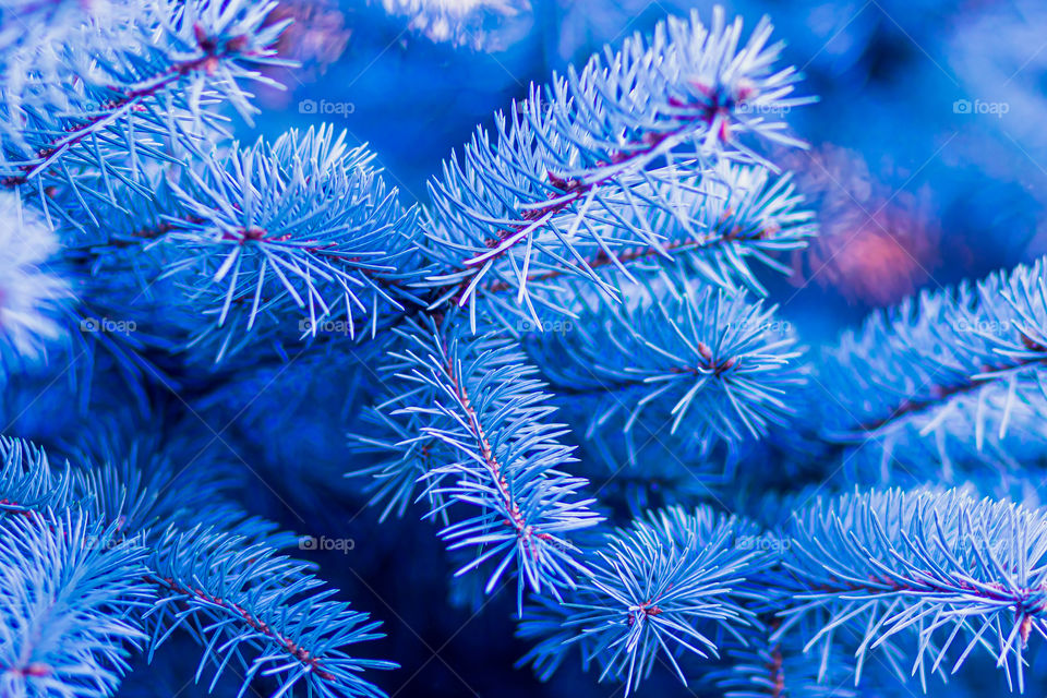 Branches of blue spruce on a blurred background. Evergreen trees.