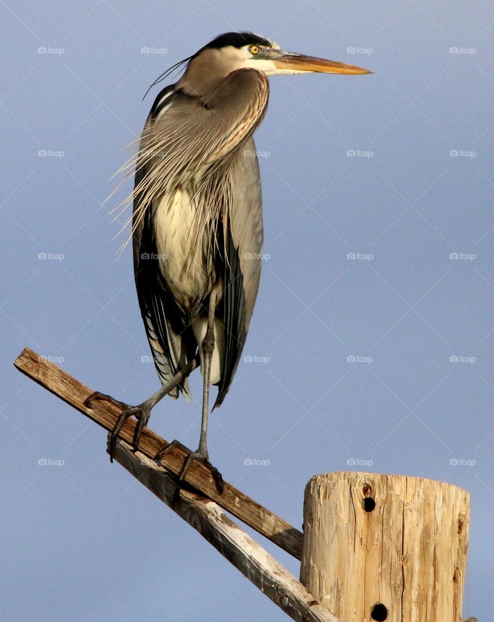 Great Blue Heron on Roosting Pole