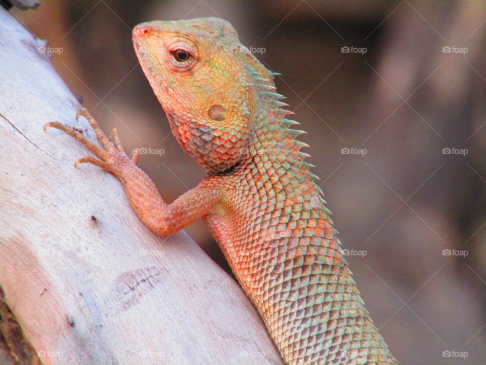 The oriental garden lizard, eastern garden lizard, bloodsucker or changeable lizard (Calotes versicolor) is an agamid lizard found widely distributed in indo-Malaya