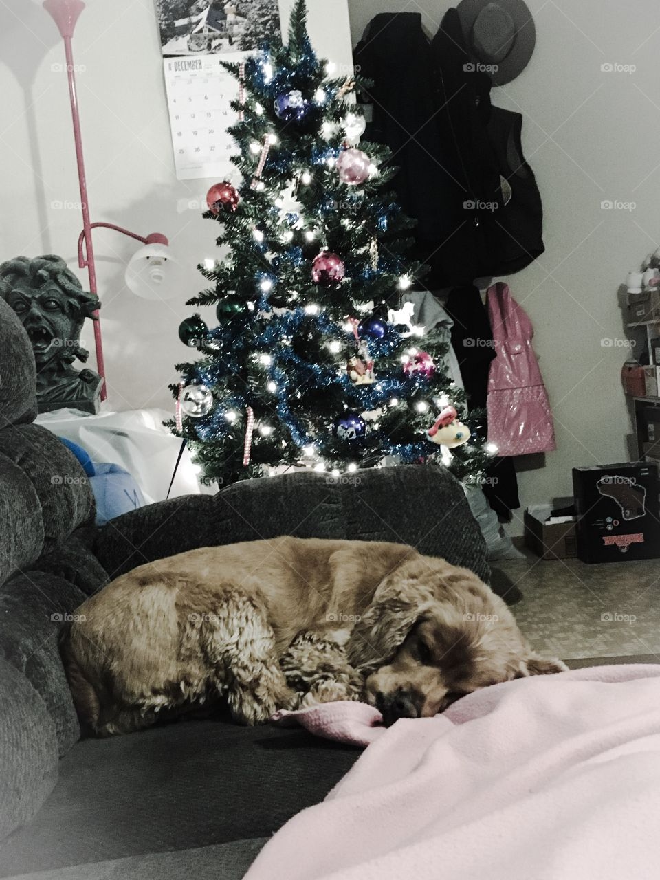 Sleeping dog at Christmas time with autumn filter