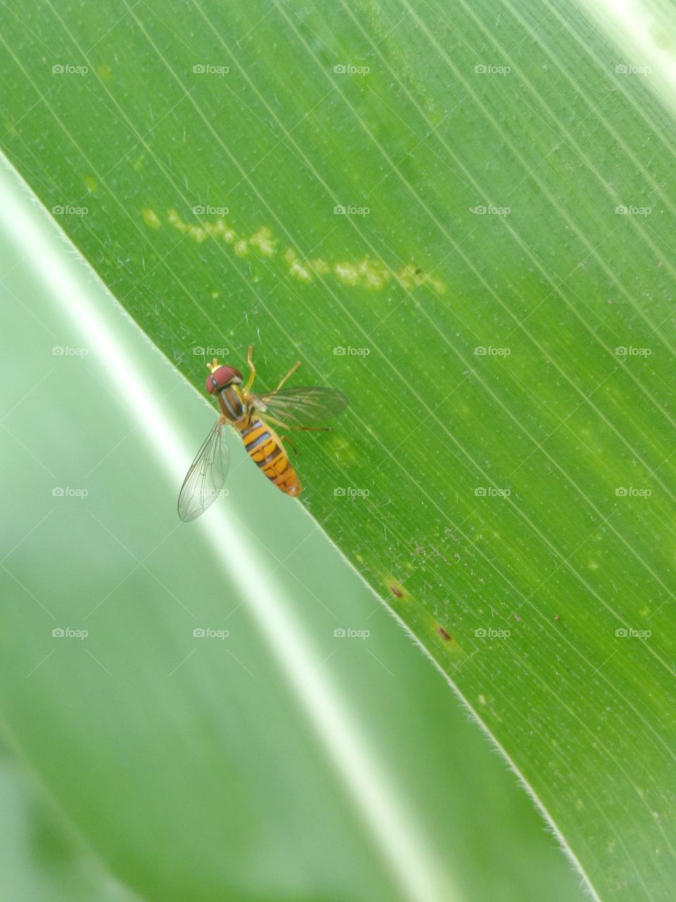 small bee on corn