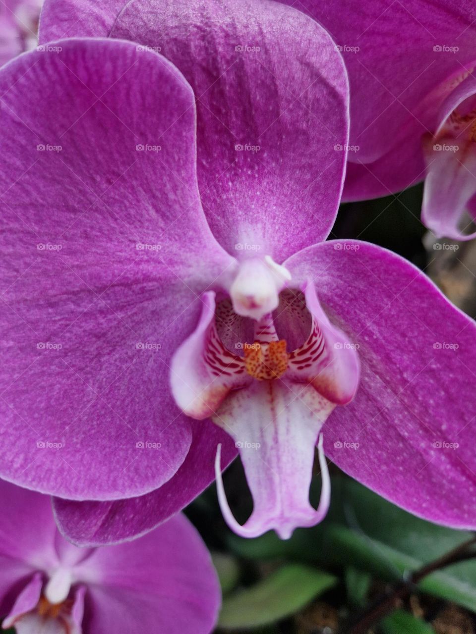 orchid