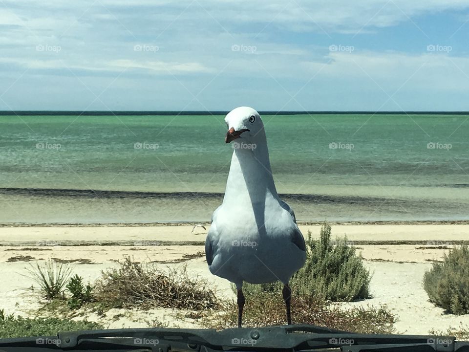 A seagull on the hood of my car closeup view through the windshield windscreen