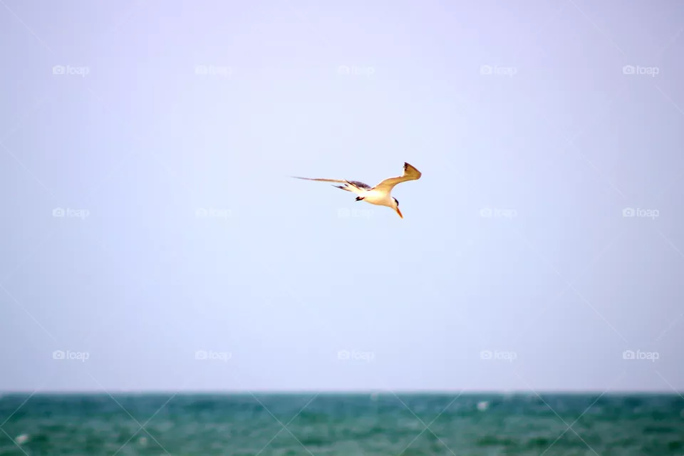 Bird