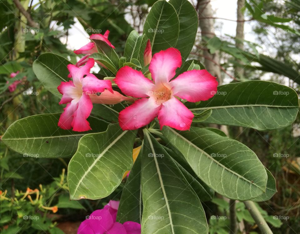 Thai flower 💗