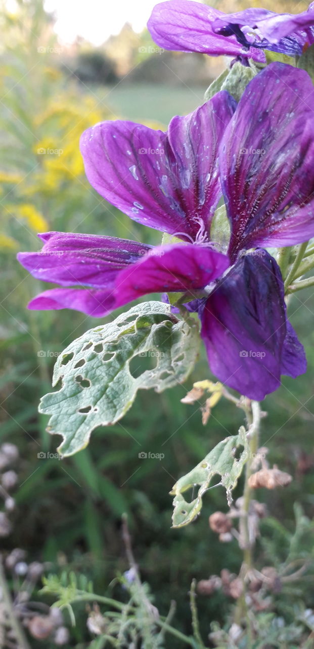 mauve lavatera  late summer