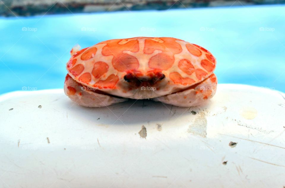 Spotted sea crab on boat in Gulf of Mexico Texas