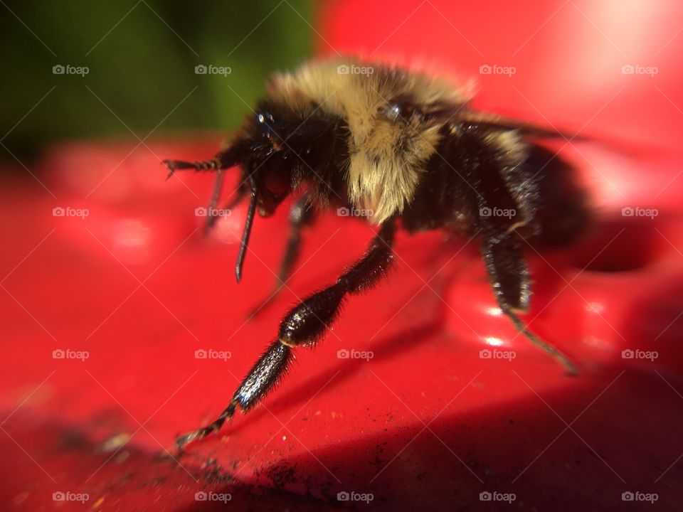 Bumblebee on feeder