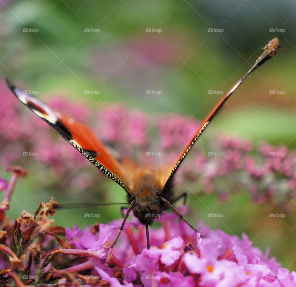 Butterfly close-up 