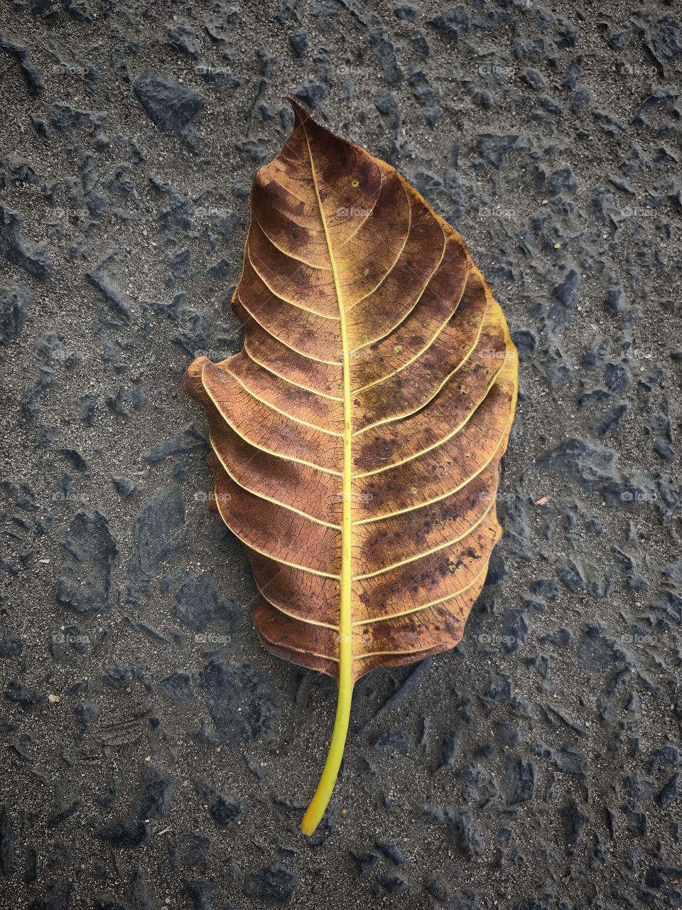 Beautiful design of a leaf