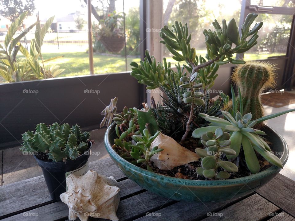 Potted Succulents at Home